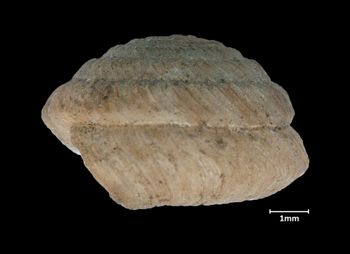 Media type: image;   Malacology 216751 Aspect: lateral